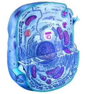 غلاف كورس Цитология ( Гистология ) - أكاديمية عقيل