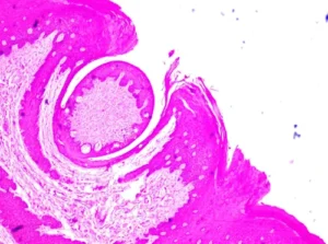 غلاف كورس Общая гистология ( Гистология ) - أكاديمية عقيل