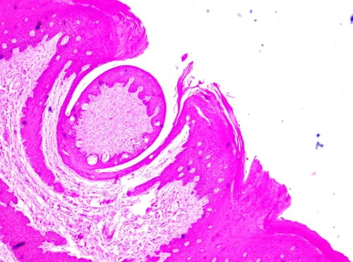 Общая гистология ( Гистология )